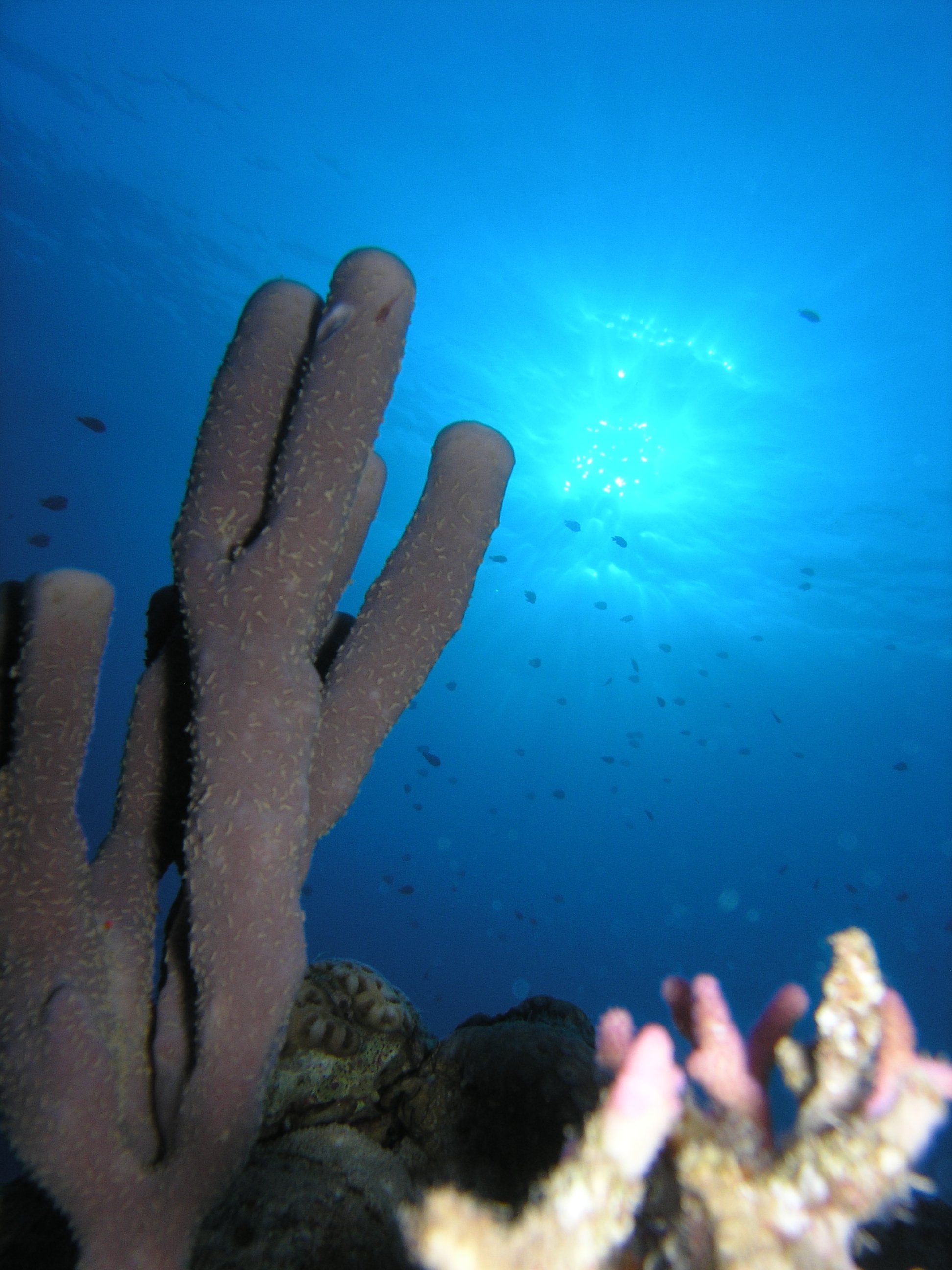 Fonds d'cran Animaux Vie marine - Coraux Dahab part one