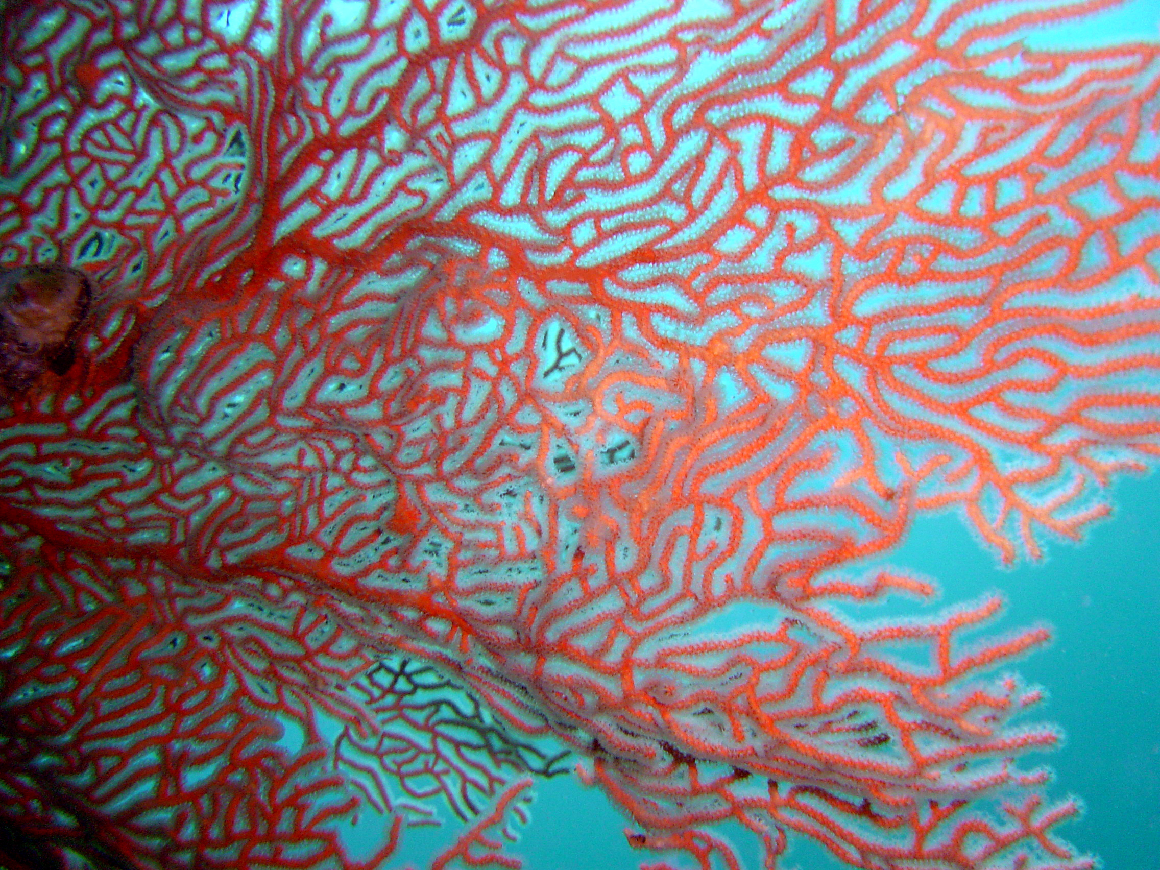 Wallpapers Animals Sealife - Corals Dahab part one