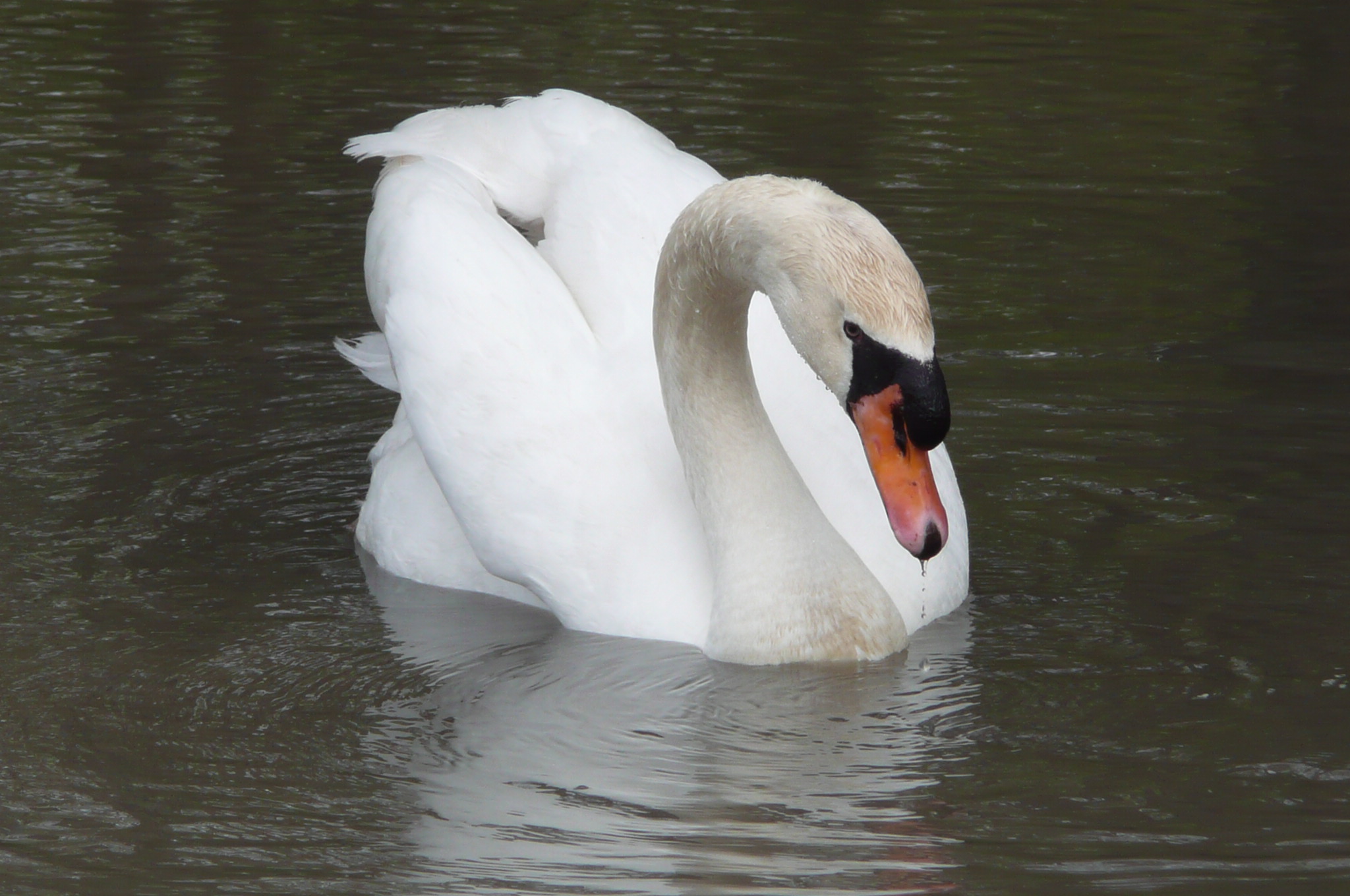 Wallpapers Animals Birds - Swans Cygne