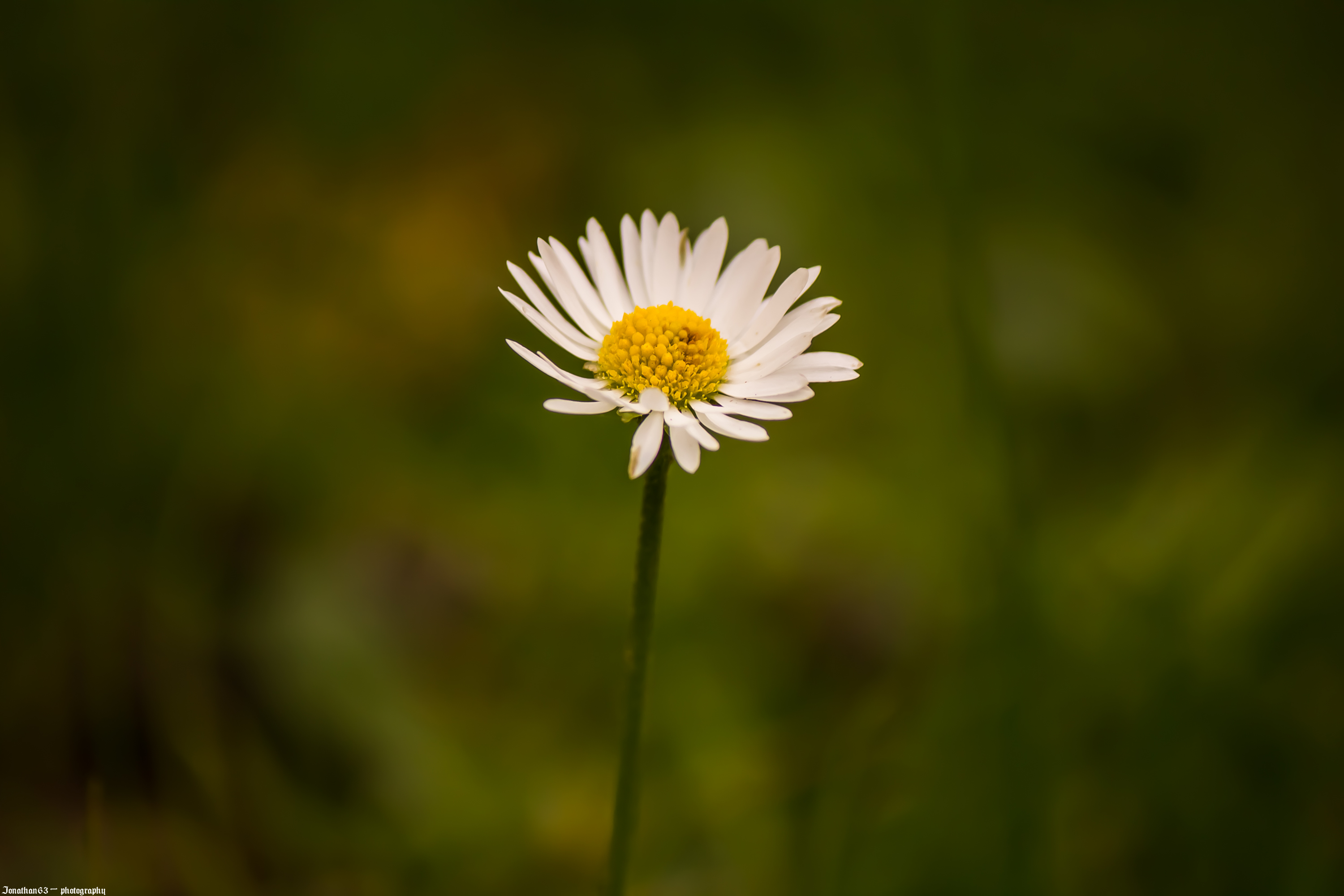 Fonds d'cran Nature Fleurs Marguerite.