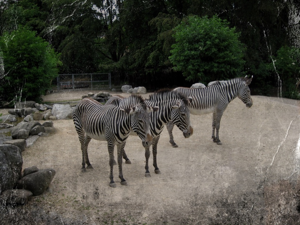 Fonds d'cran Animaux Zbres 