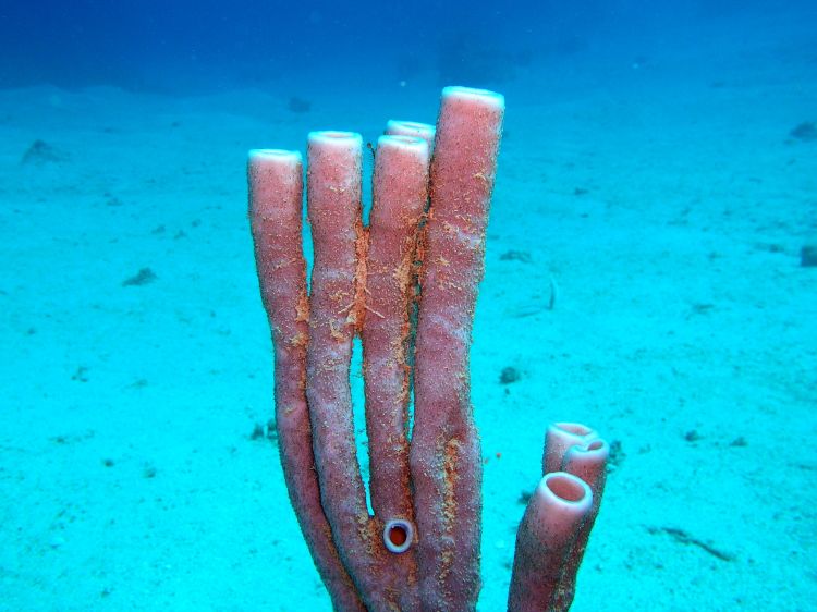 Fonds d'cran Animaux Vie marine - Coraux Dahab part one