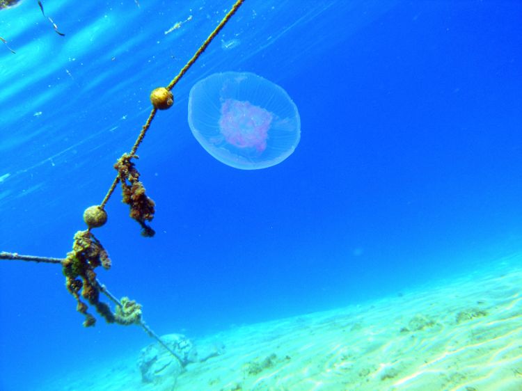 Wallpapers Animals Sealife - Jellyfish Dahab part one