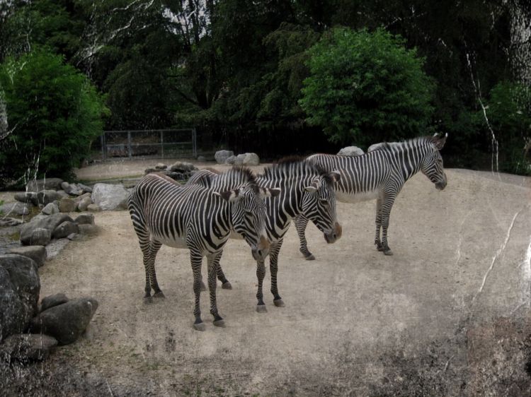 Fonds d'cran Animaux Zbres Wallpaper N386522