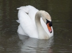  Animaux Cygne