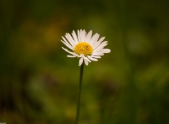  Nature Marguerite.