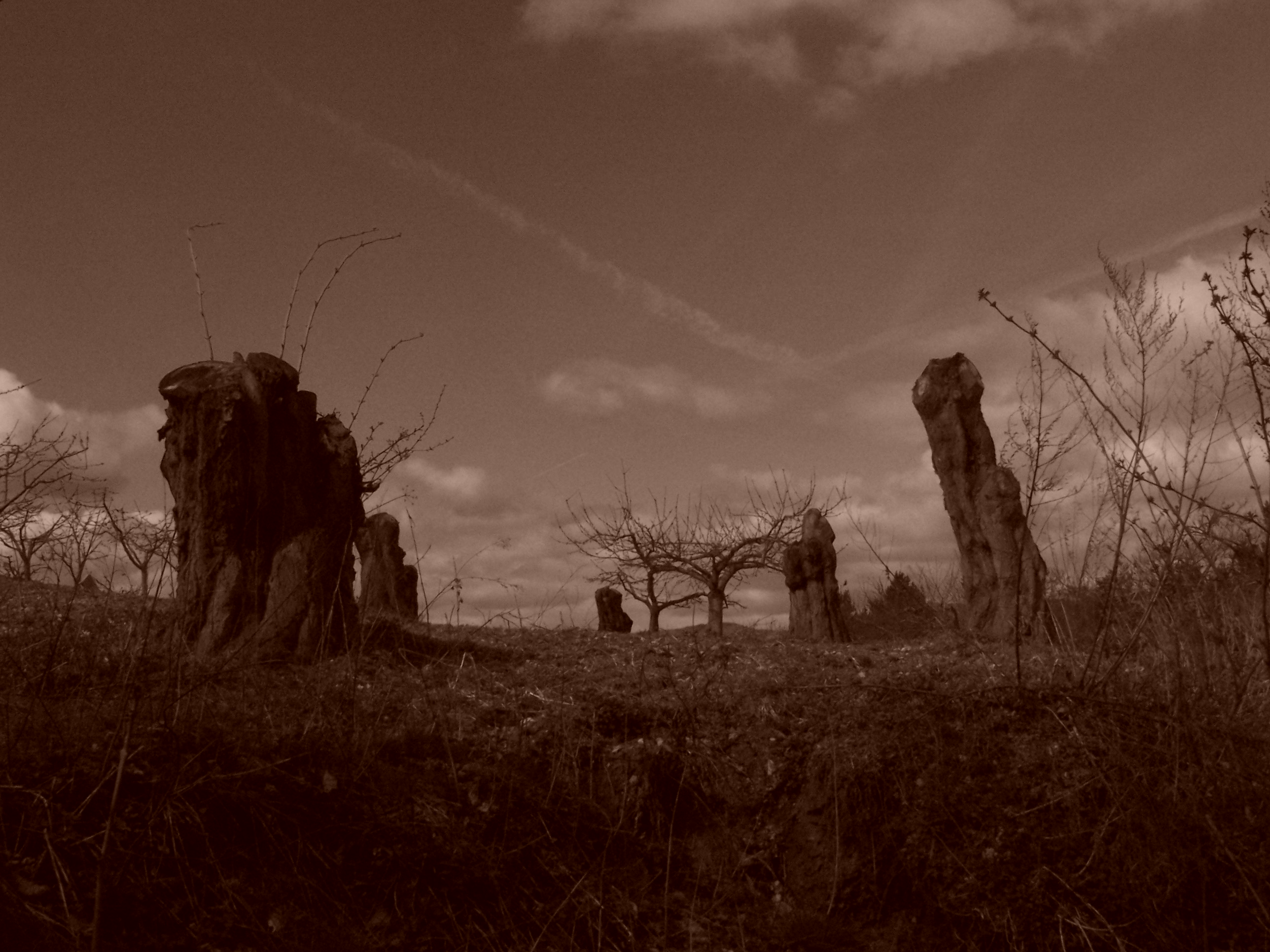 Fonds d'cran Nature Arbres - Forts 