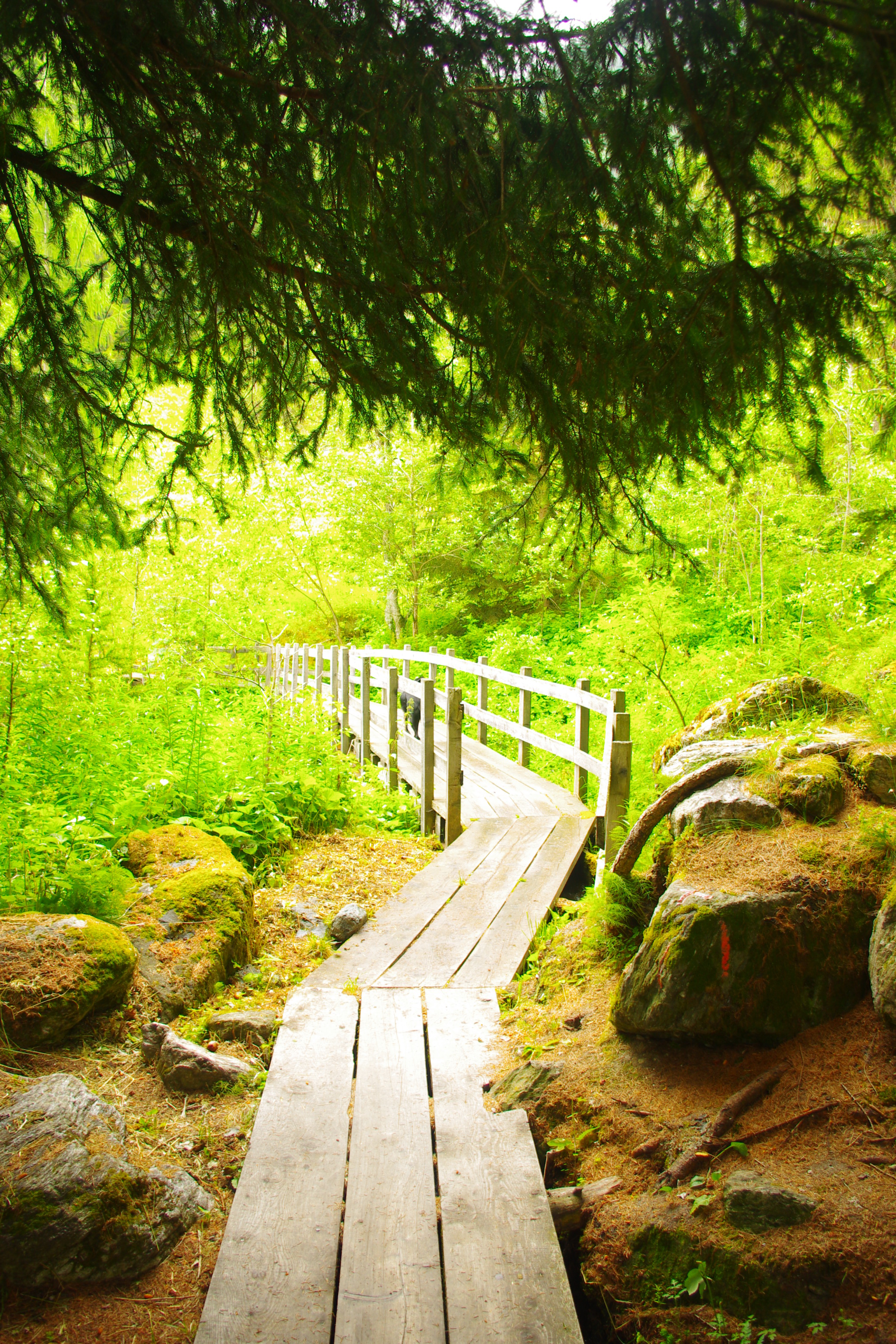 Fonds d'cran Nature Arbres - Forts 