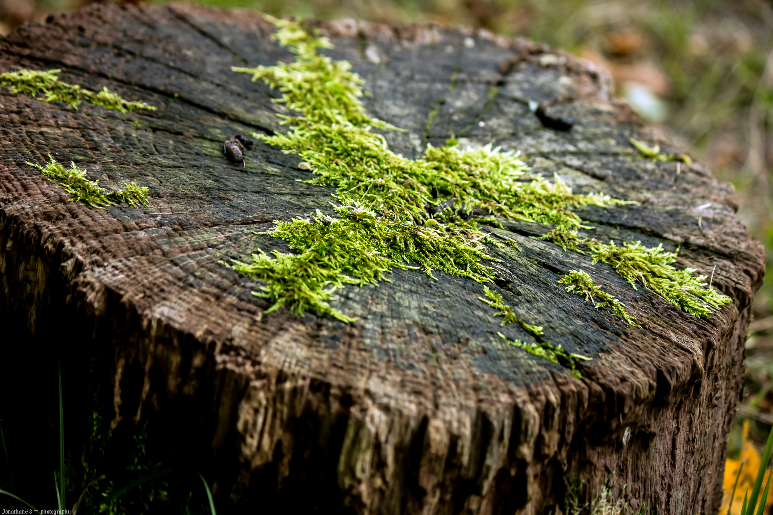 Fonds d'cran Nature Mousses - Lichens 