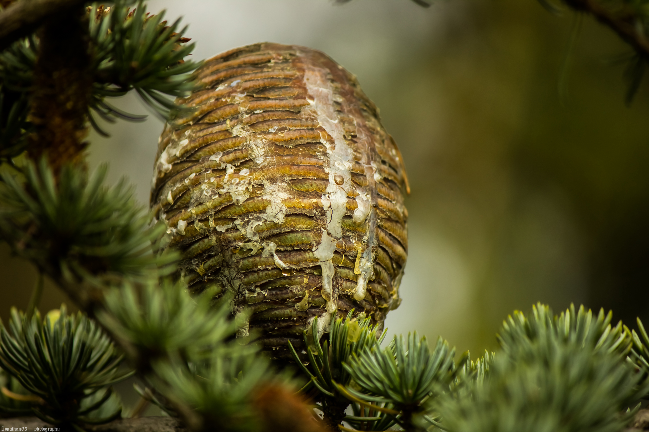 Fonds d'cran Nature Fruits 