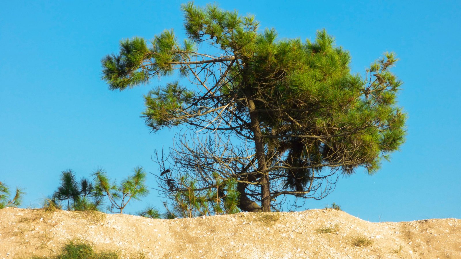 Fonds d'cran Nature Arbres - Forts 