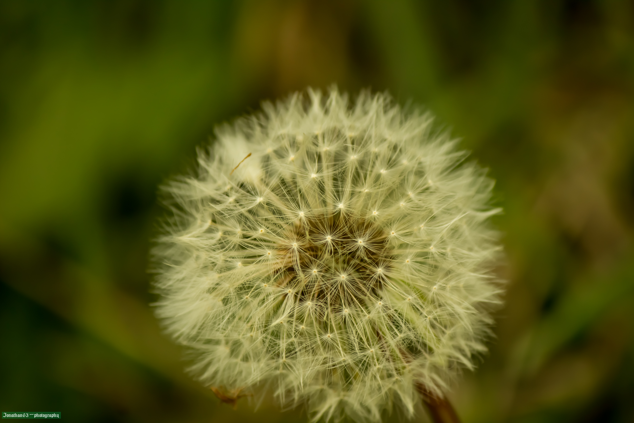 Fonds d'cran Nature Fleurs 