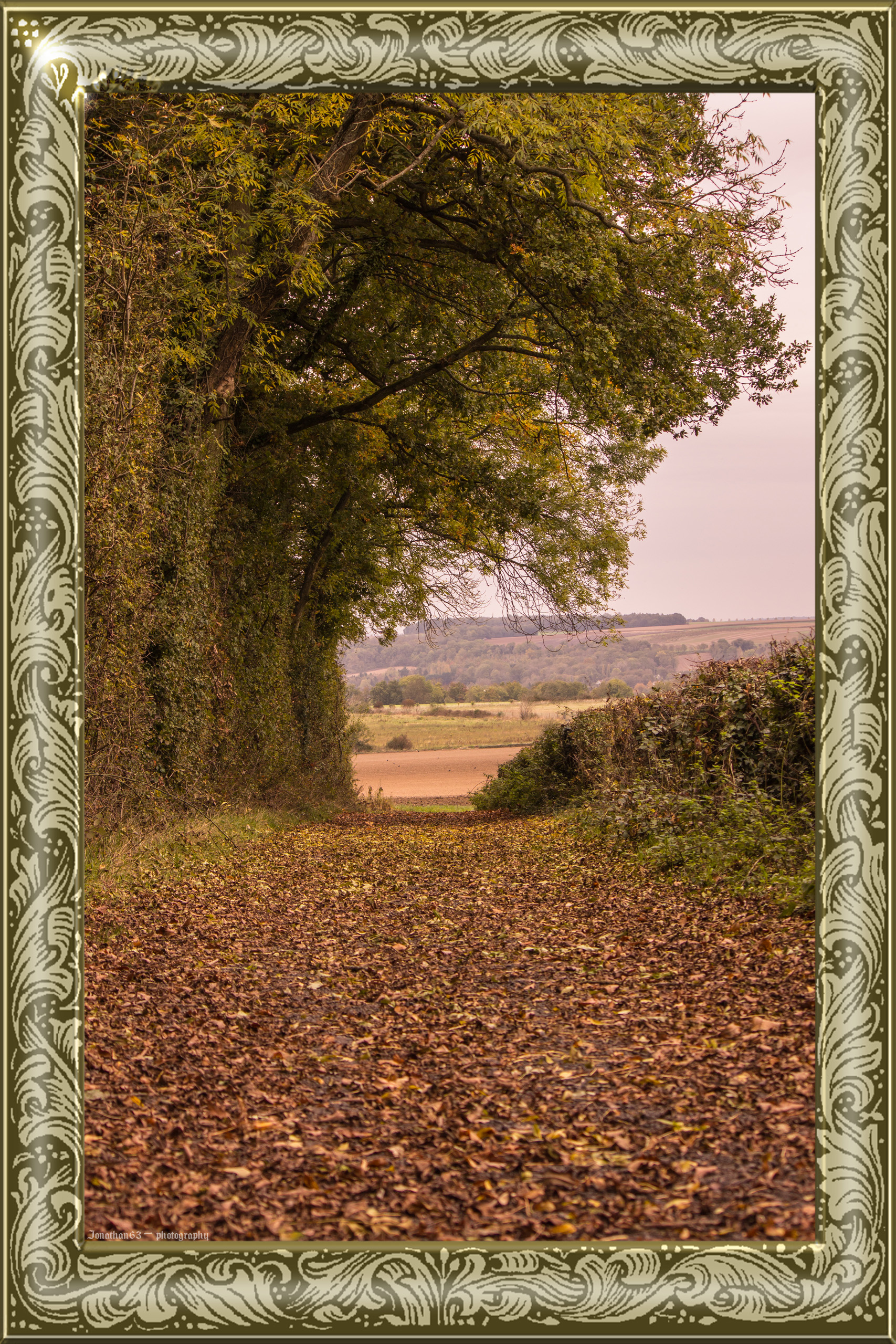 Fonds d'cran Nature Arbres - Forts 