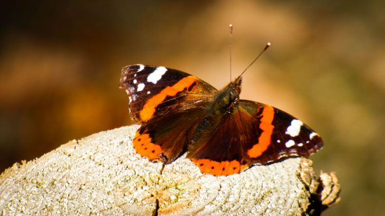 Fonds d'cran Animaux Insectes - Papillons Wallpaper N386617