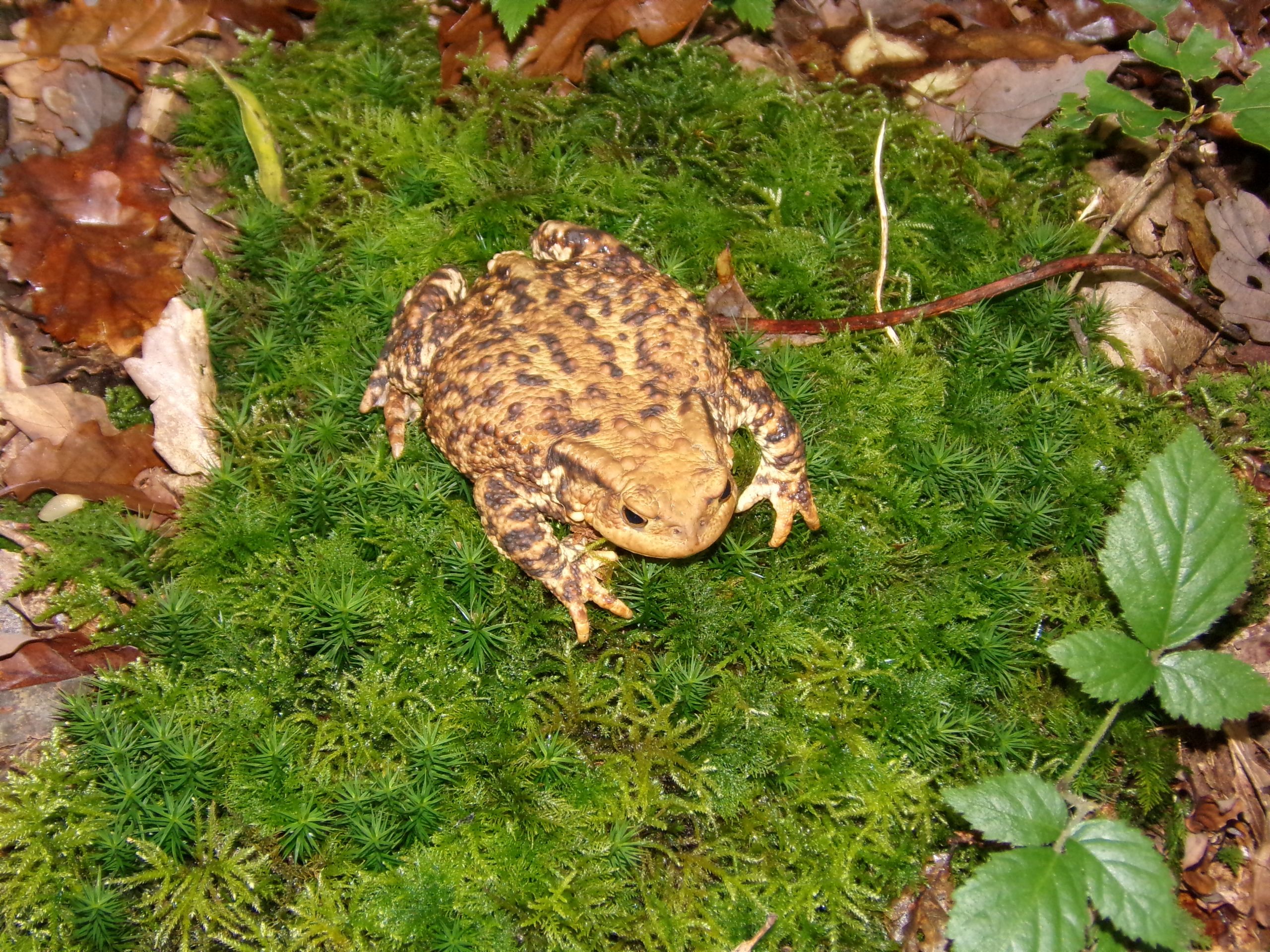 Fonds d'cran Animaux Grenouilles - Crapauds 