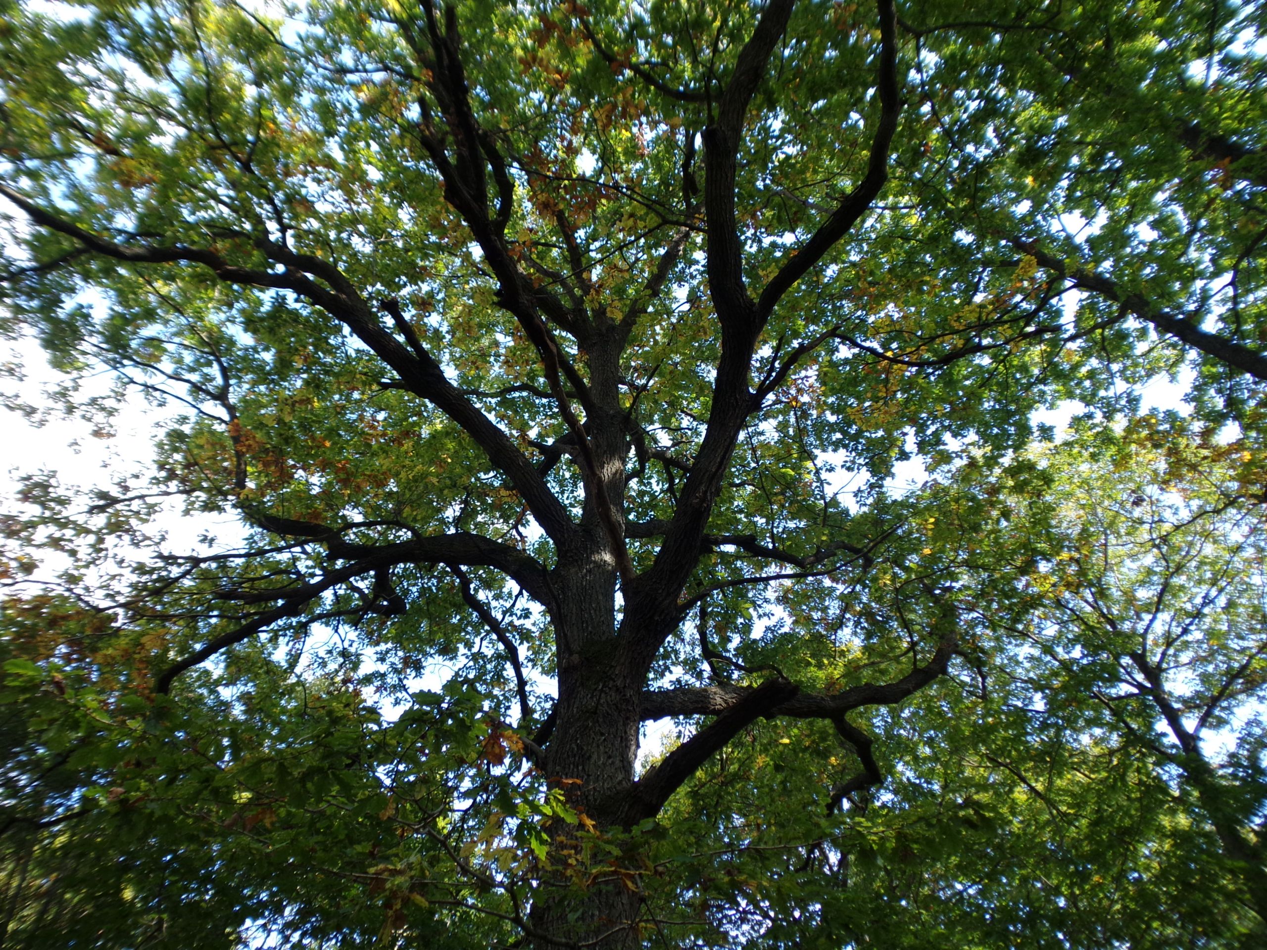 Fonds d'cran Nature Arbres - Forts 