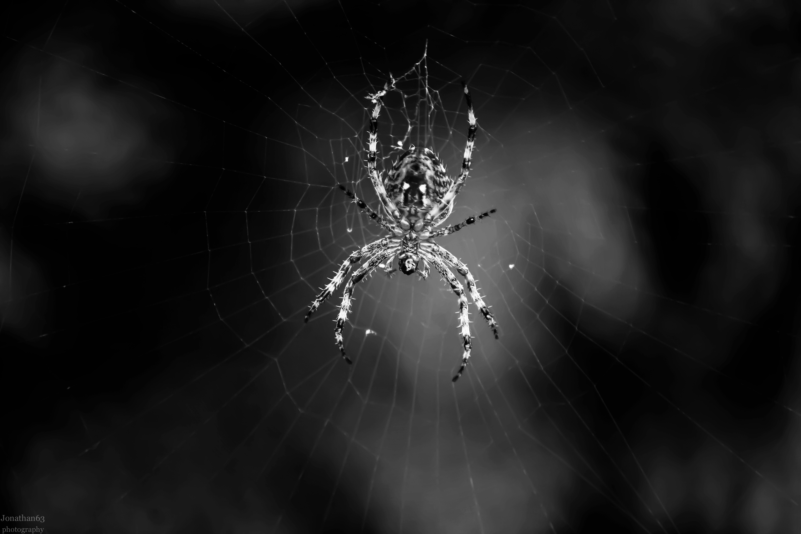 Wallpapers Animals Spiders Araigne