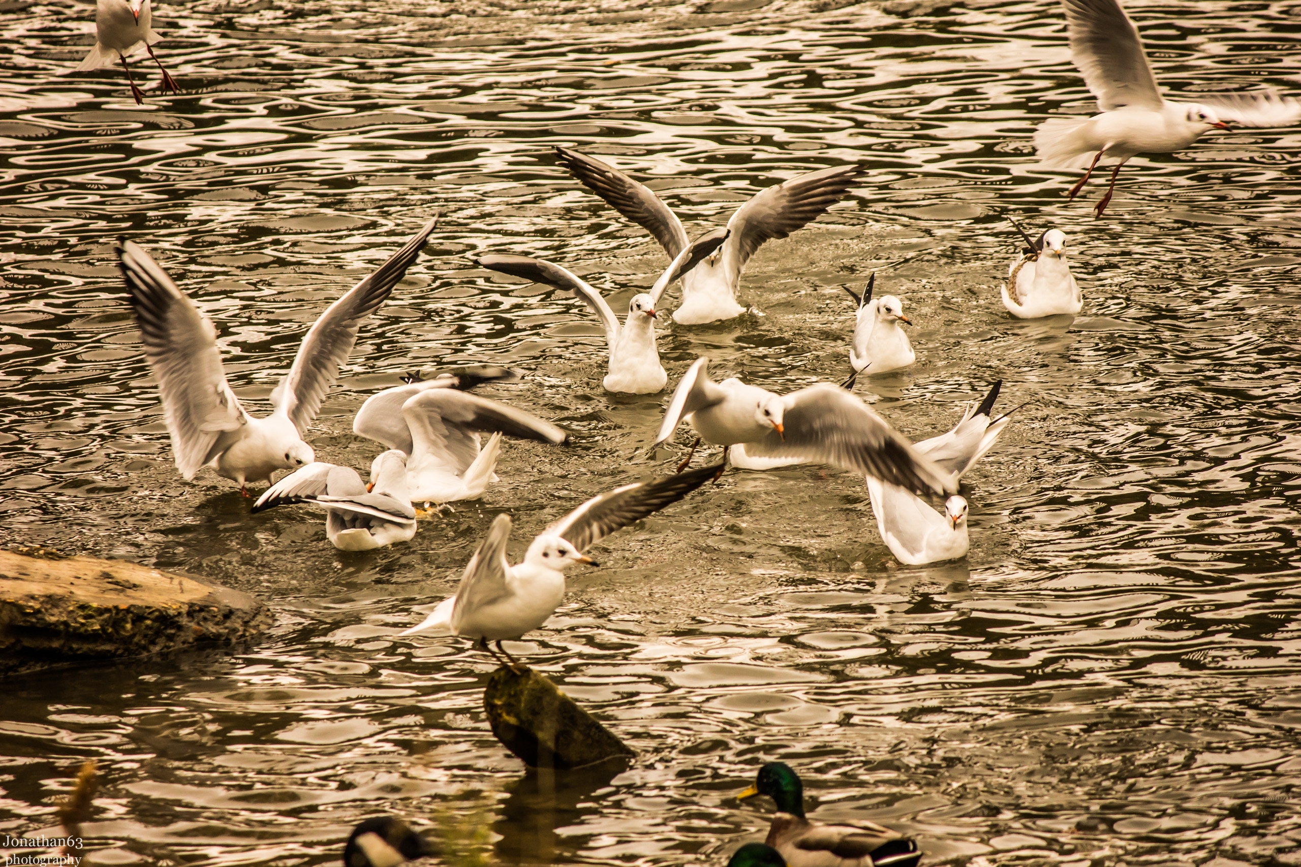 Fonds d'cran Animaux Oiseaux - Mouettes et Golands 