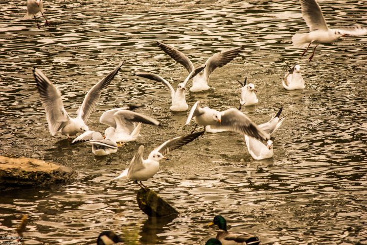 Fonds d'cran Animaux Oiseaux - Mouettes et Golands Wallpaper N386800