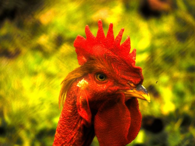 Fonds d'cran Animaux Oiseaux - Poules et Coqs Portrait de coq