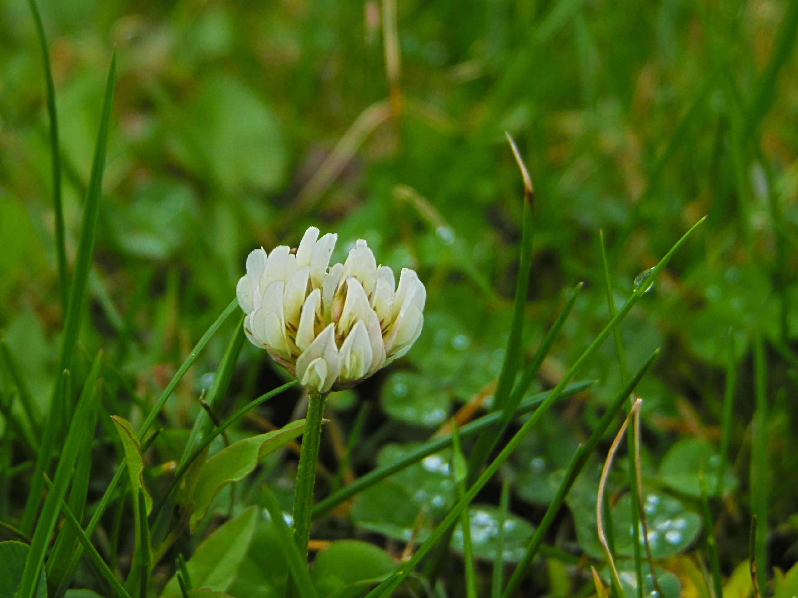 Fonds d'cran Nature Fleurs Fleur des villes