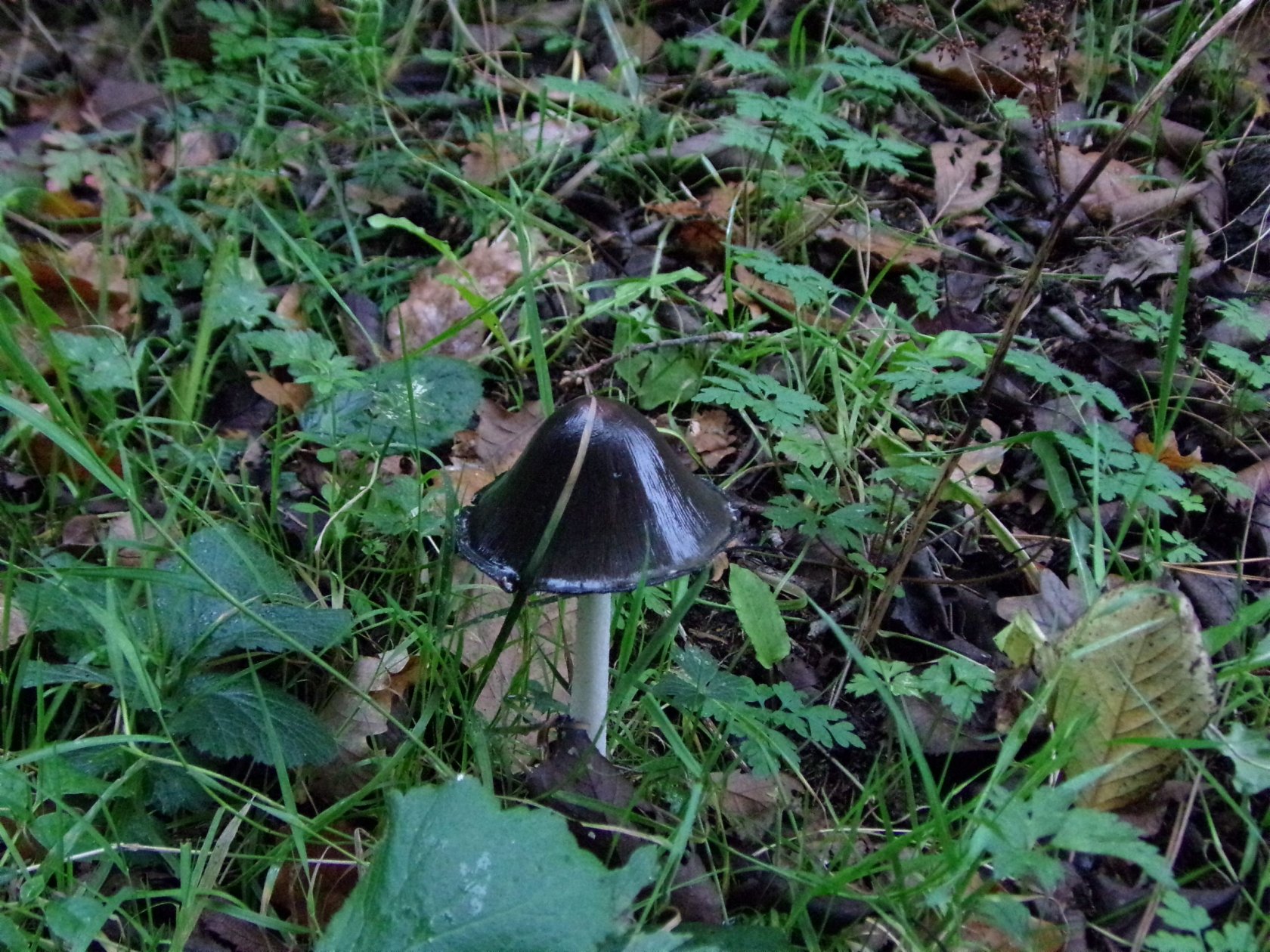 Wallpapers Nature Mushrooms 