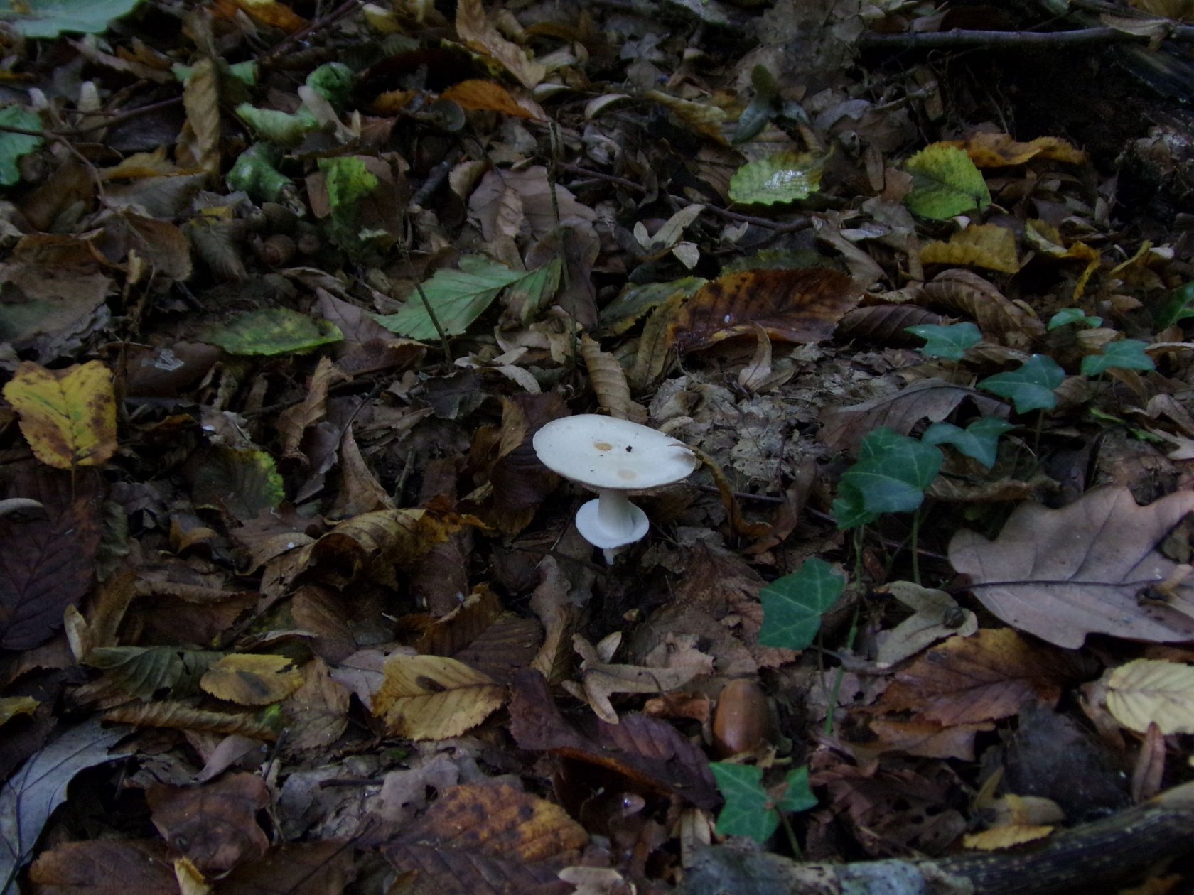 Wallpapers Nature Mushrooms 