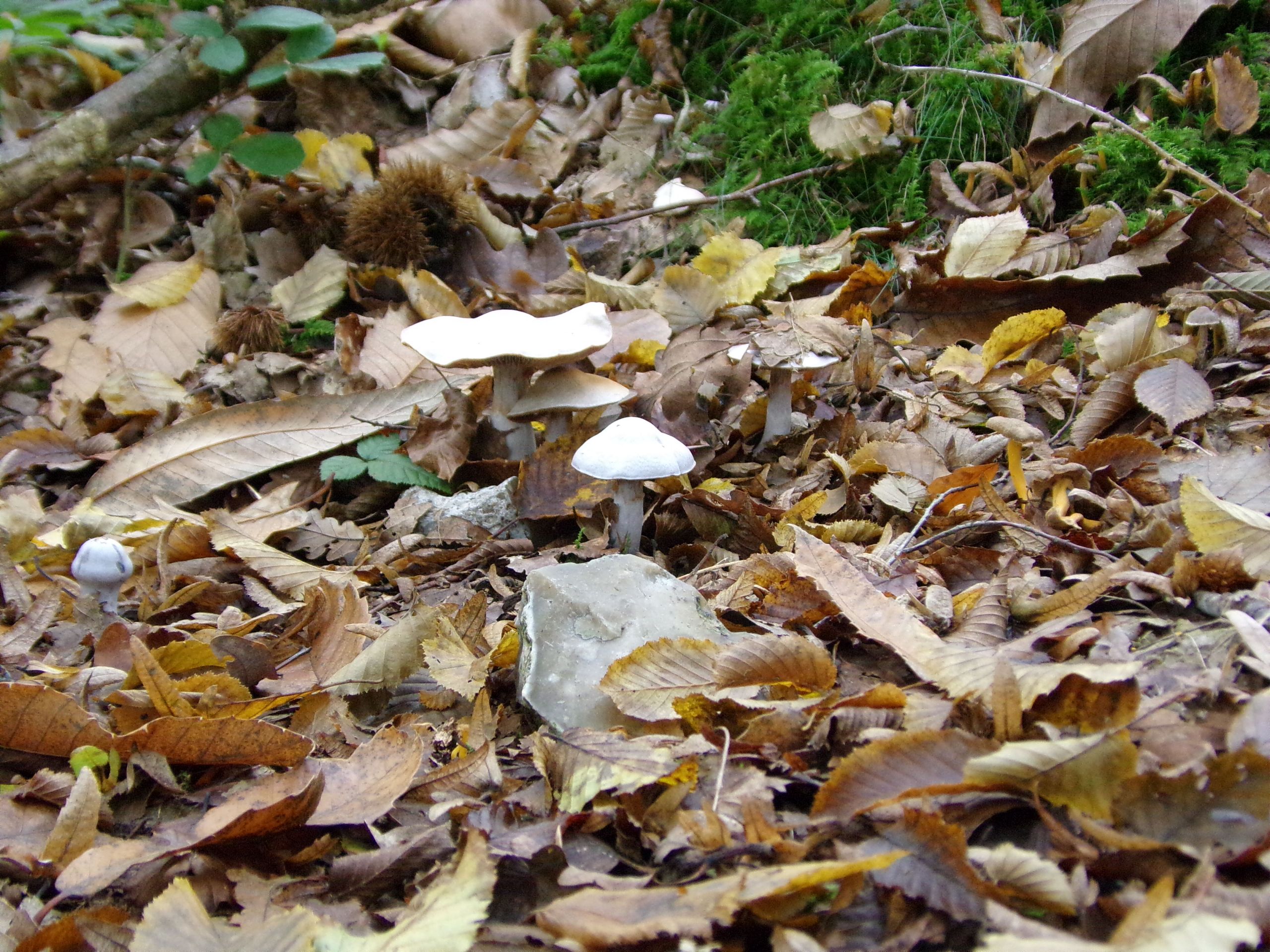 Wallpapers Nature Mushrooms 