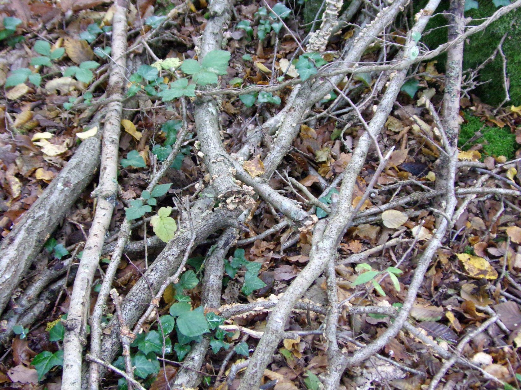 Fonds d'cran Nature Arbres - Forts 