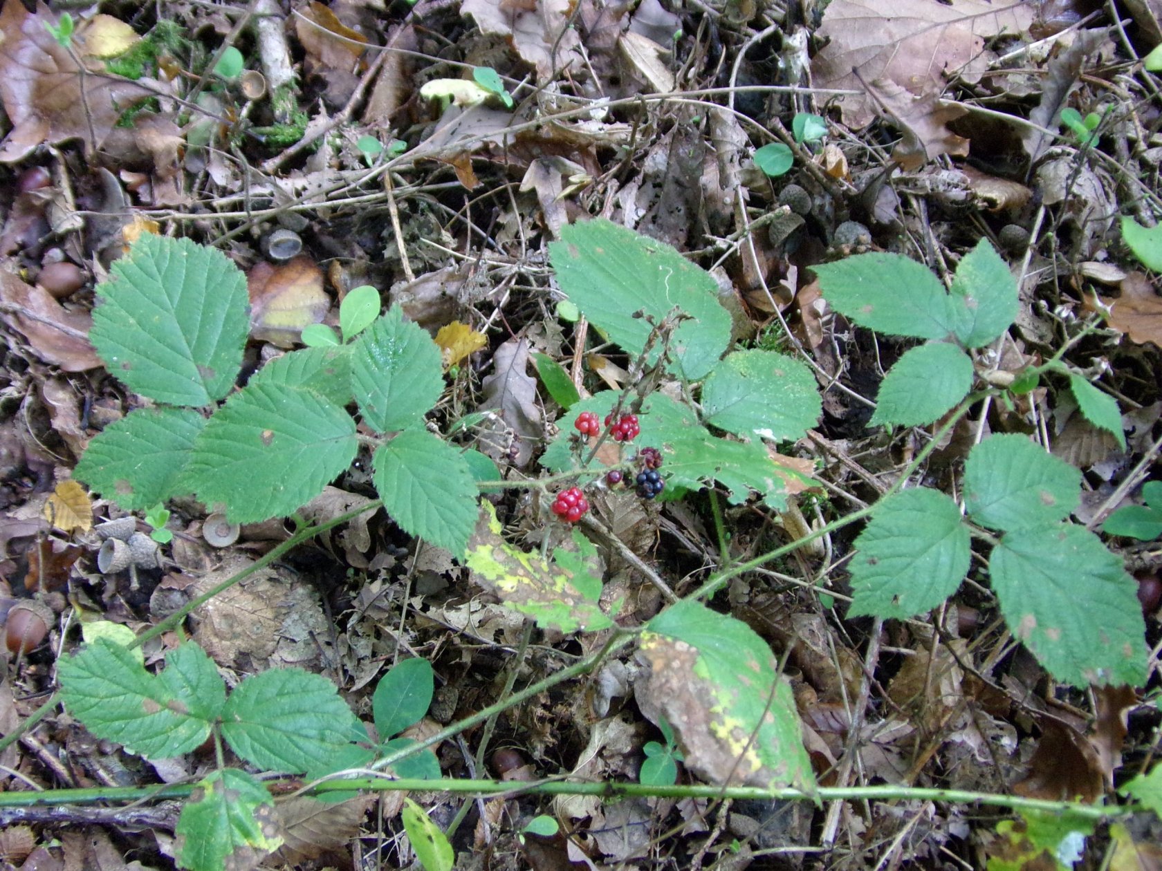 Fonds d'cran Nature Fruits 