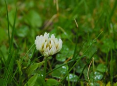  Nature Fleur des villes