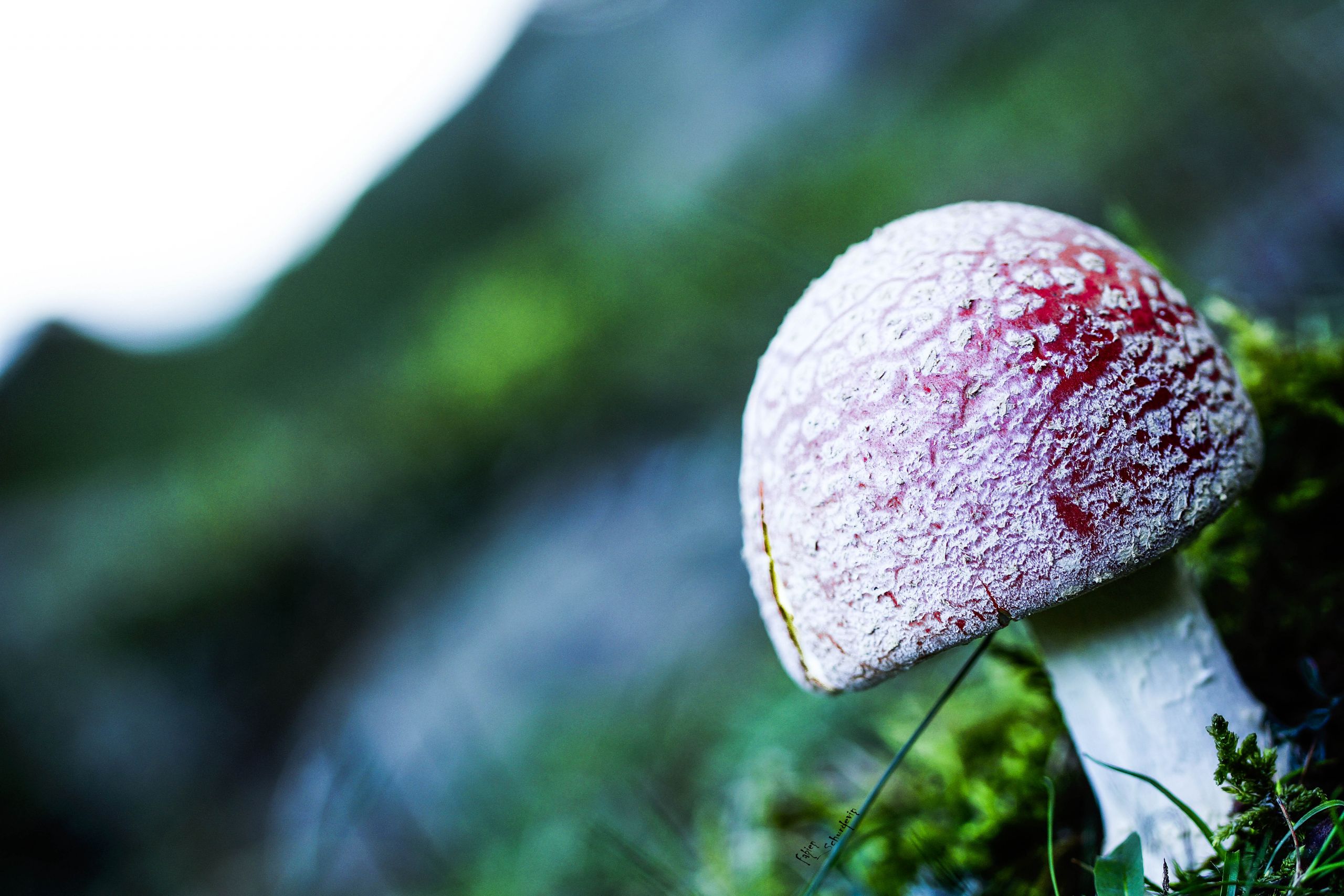 Wallpapers Nature Mushrooms amanite tue mouche !