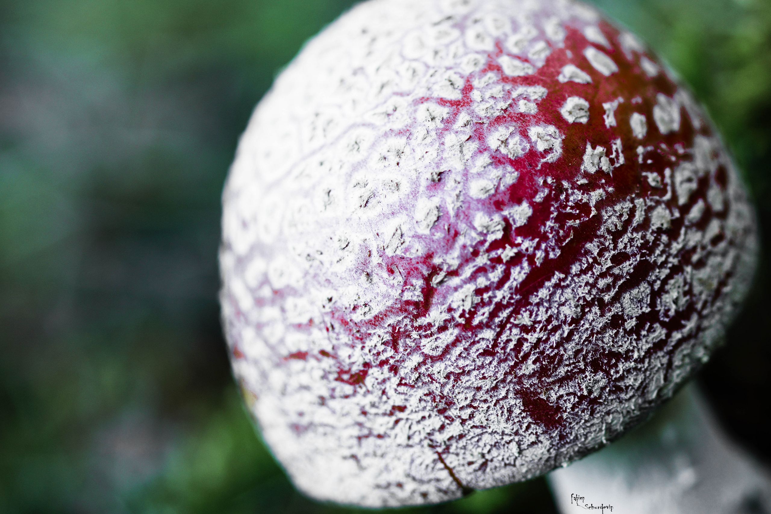 Fonds d'cran Nature Champignons amanite tue mouche macro!