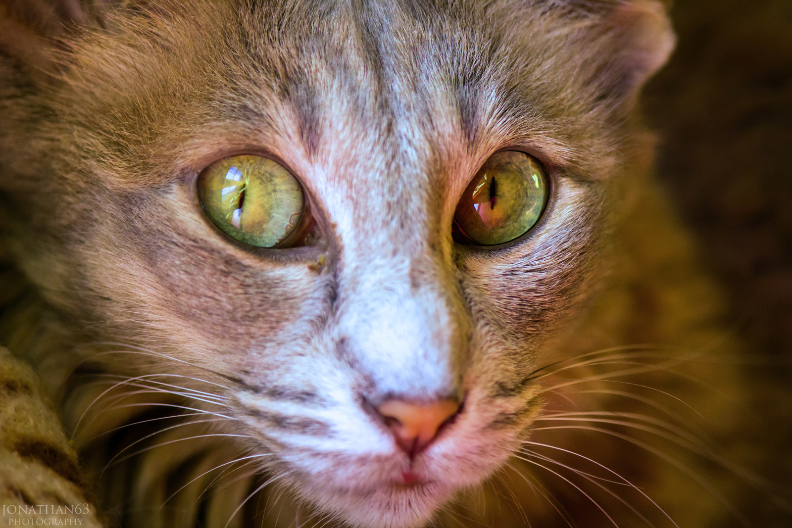 Fonds d'cran Animaux Chats - Chatons Chat oriental.