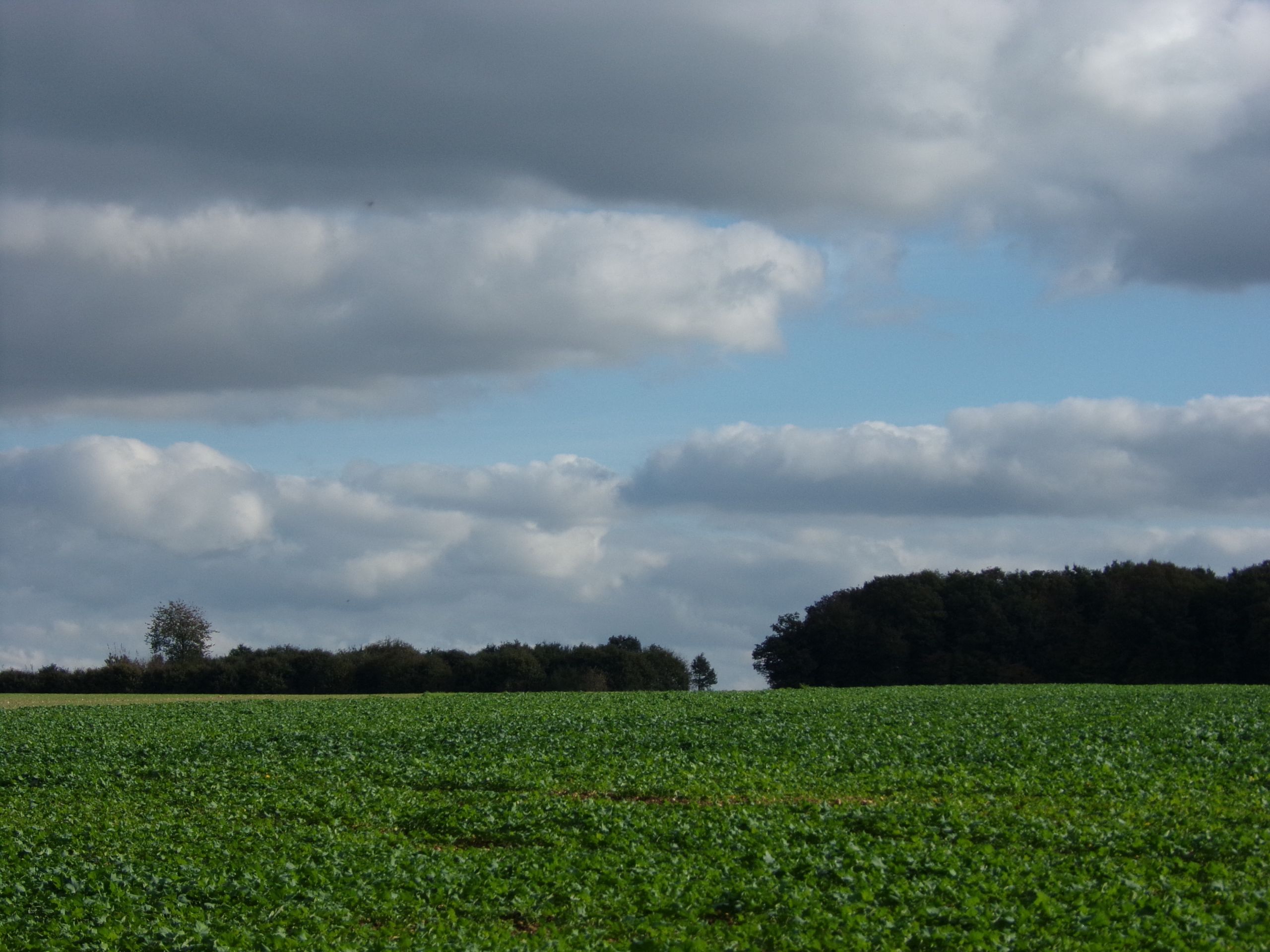 Wallpapers Nature Fields 