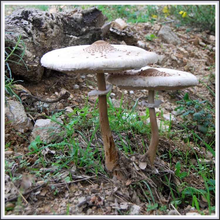 Fonds d'cran Nature Champignons Coulemelles