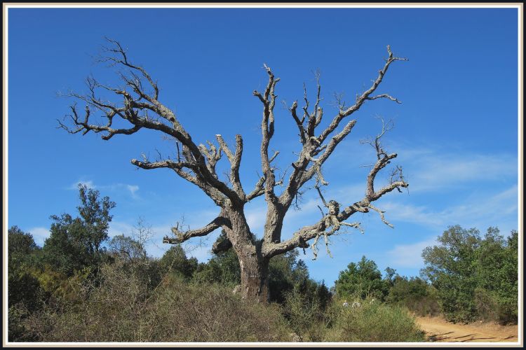 Fonds d'cran Nature Arbres - Forts Arbre mort