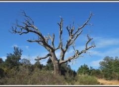  Nature Arbre mort