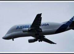  Avions Airbus - Bluga