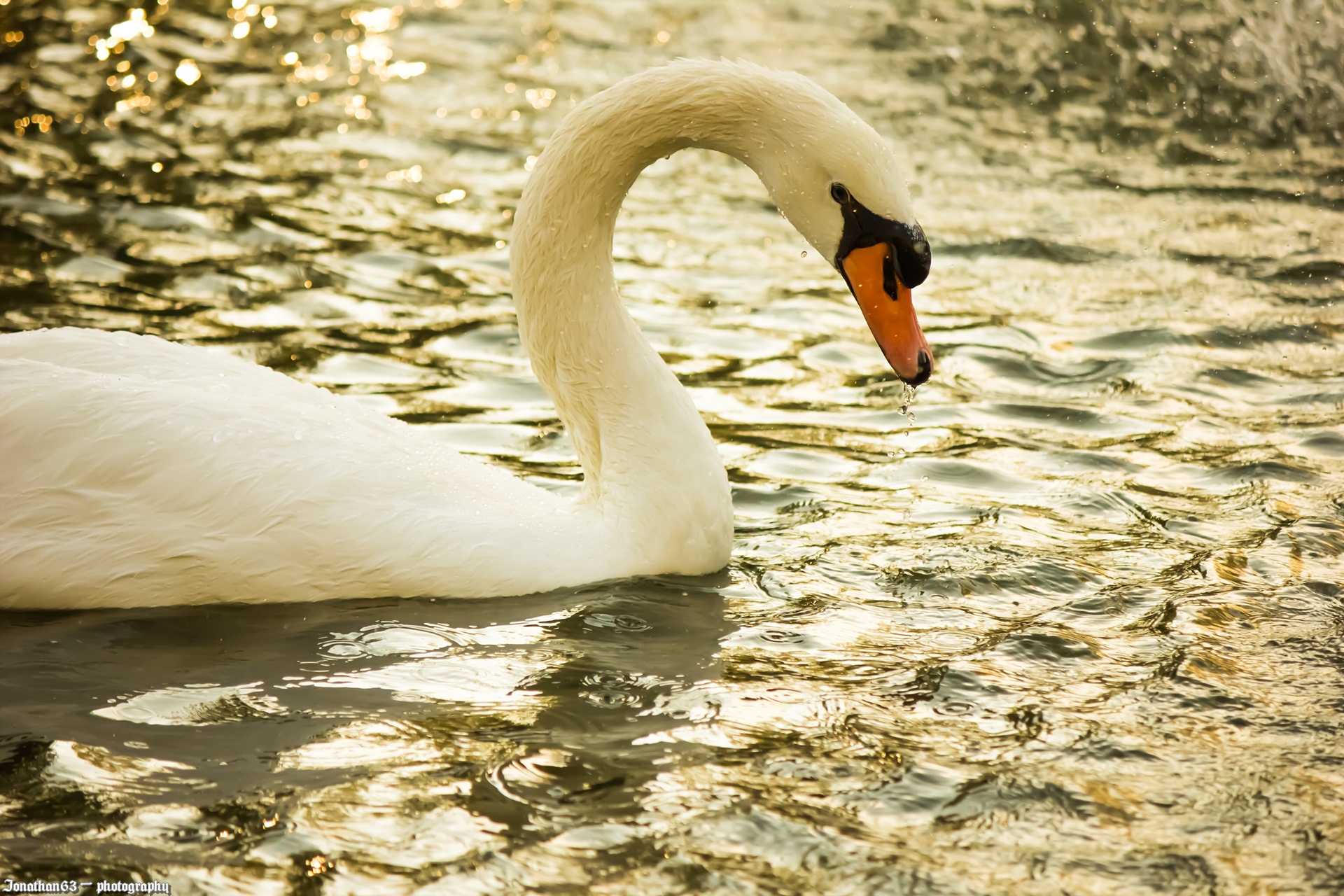 Wallpapers Animals Birds - Swans Cygne.