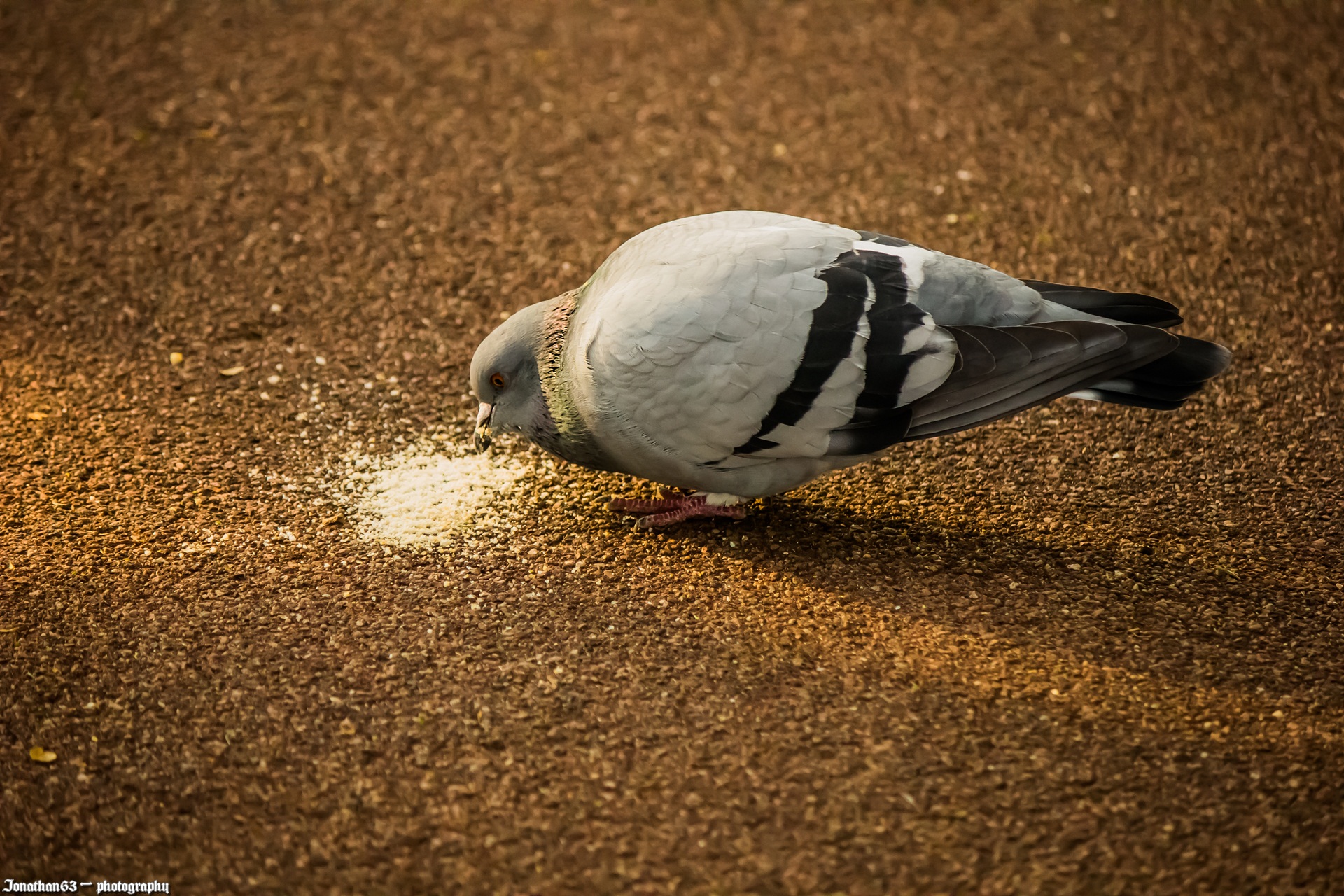 Wallpapers Animals Birds - Pigeons and Doves Pigeon