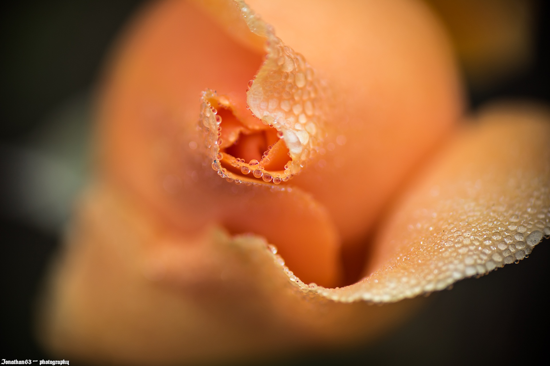 Fonds d'cran Nature Fleurs Rose