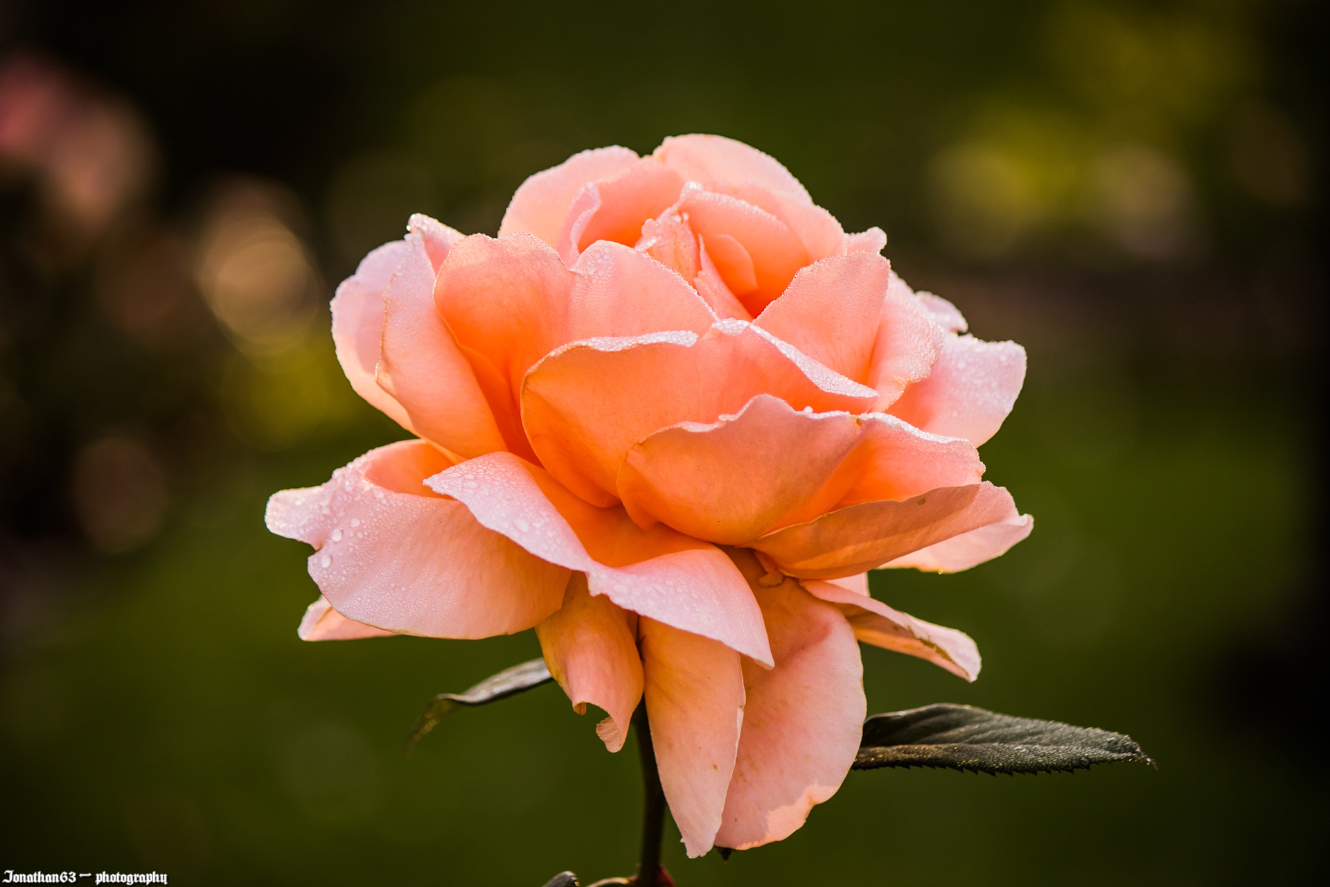 Fonds d'cran Nature Fleurs Rose