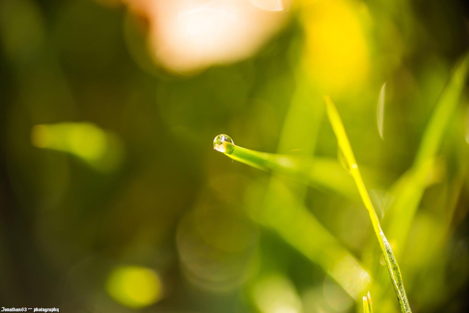 Fonds d'cran Nature Herbes 