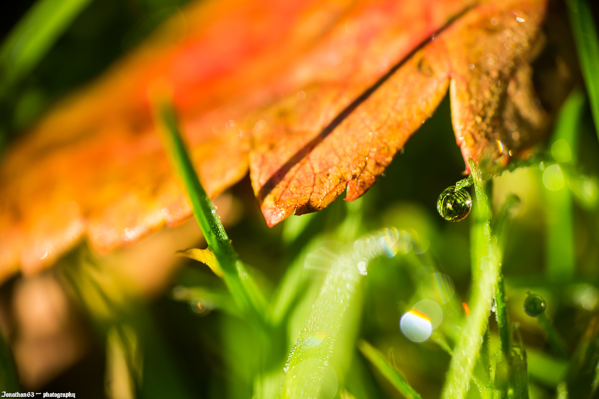 Wallpapers Nature Herbs 