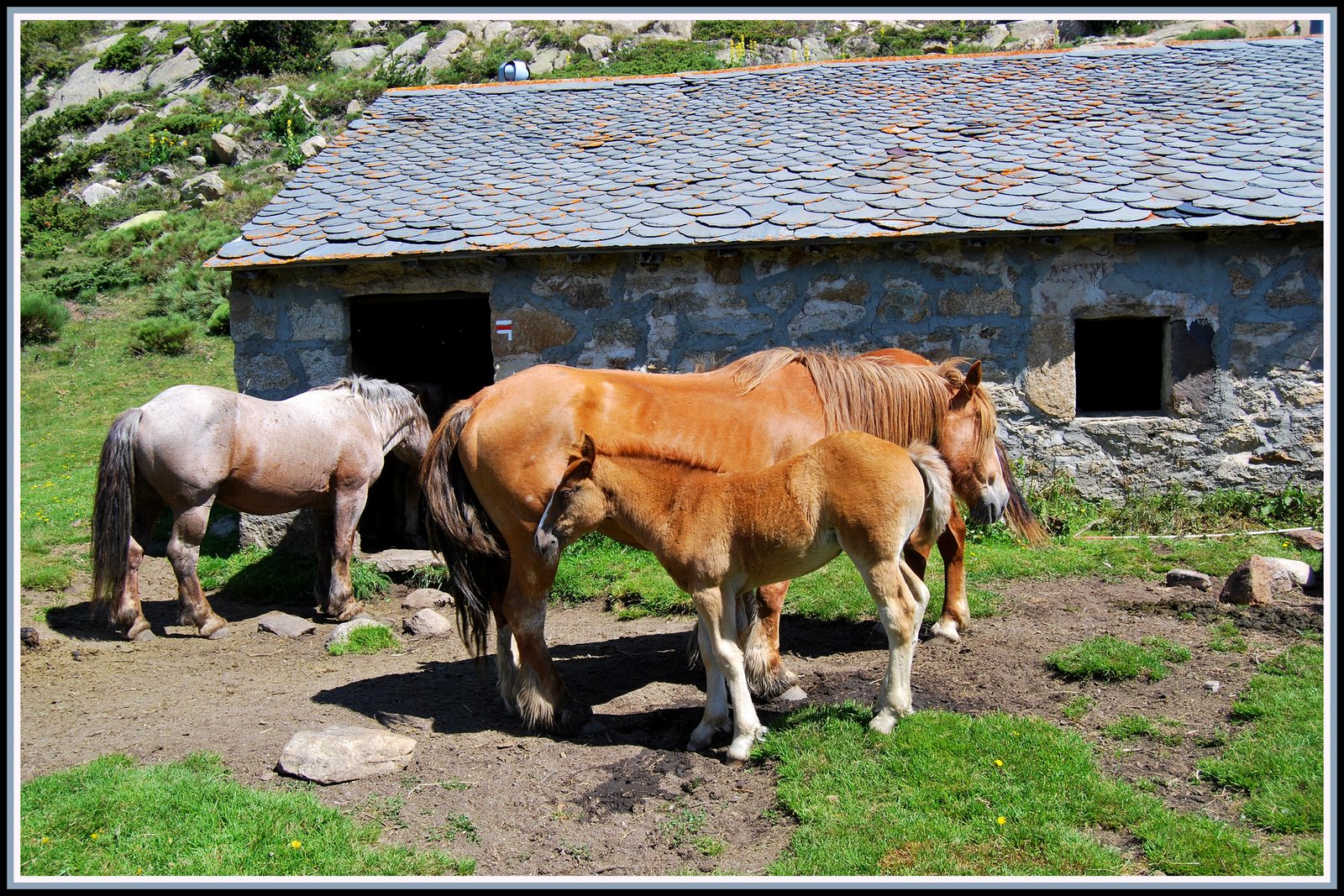 Fonds d'cran Animaux Chevaux Chevaux au lac des Bouillouses (66)