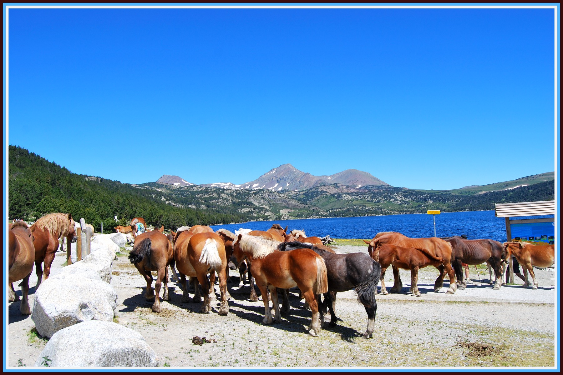 Fonds d'cran Animaux Chevaux Chevaux au lac des Bouillouses (66)