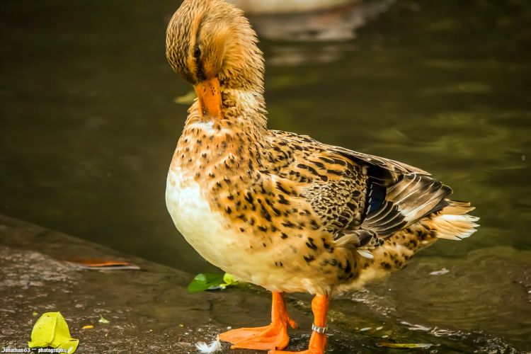 Fonds d'cran Animaux Oiseaux - Canards Wallpaper N387381