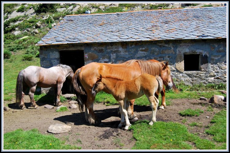 Fonds d'cran Animaux Chevaux Chevaux au lac des Bouillouses (66)