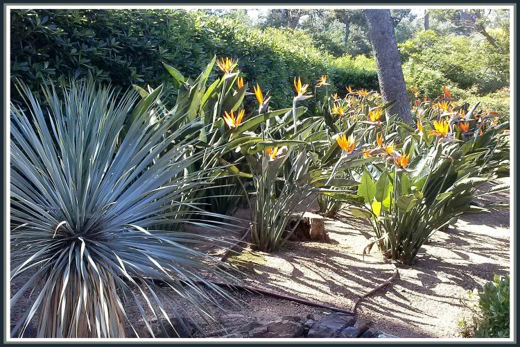 Wallpapers Nature Parks - Gardens Jardin botanique de Palafrugell (Espagne)